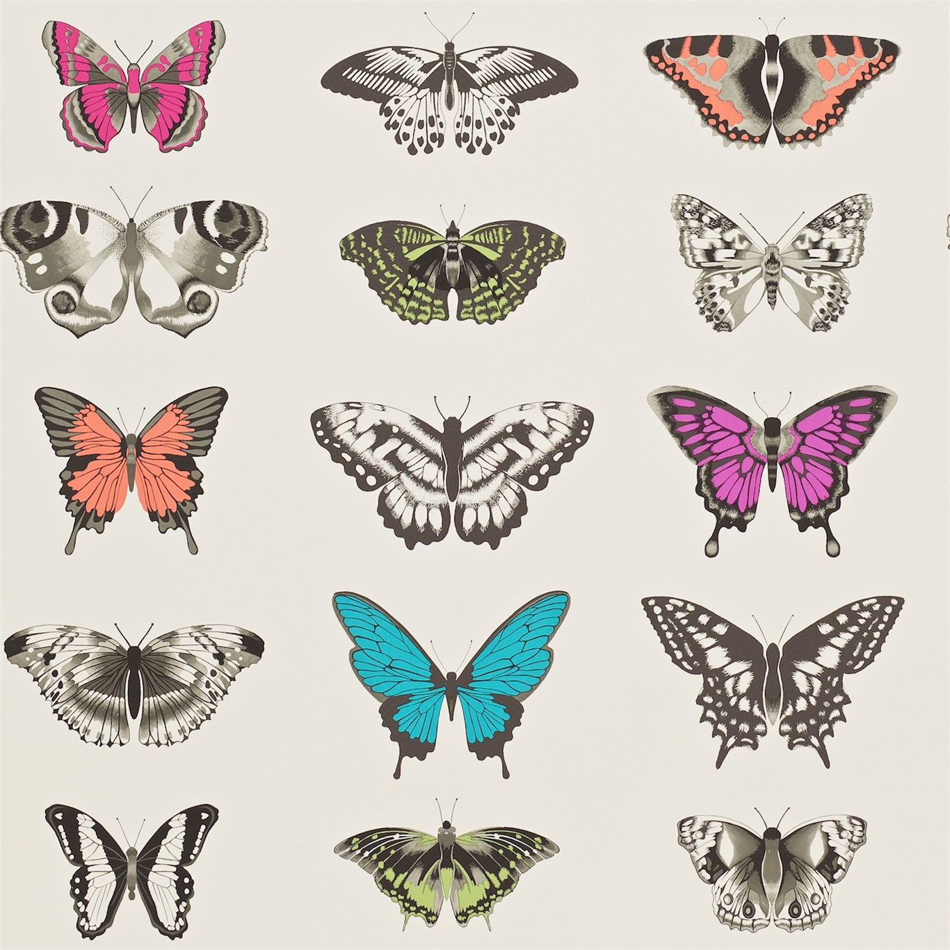 Papilio  111079